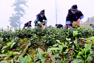 榕江白茶成为致富“金种子”|白茶新闻