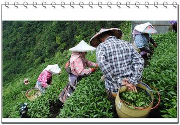 台湾频现农药残留超标“问题茶”|茶叶资讯