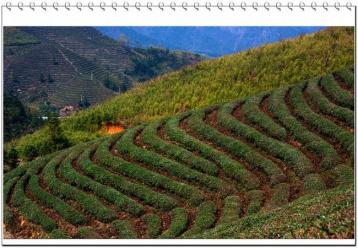 改良土壤可提升茶叶品质|茶叶栽培