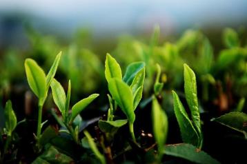 日照绿茶：品牌价值达10.29亿元 上升1.44亿元