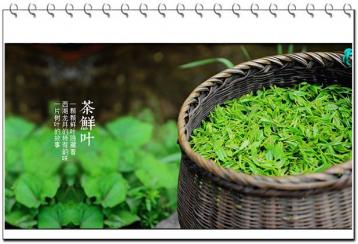 龙井茶加工工艺|名优绿茶的制作