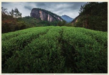 武夷岩茶国家标准的五大分类|岩茶种类