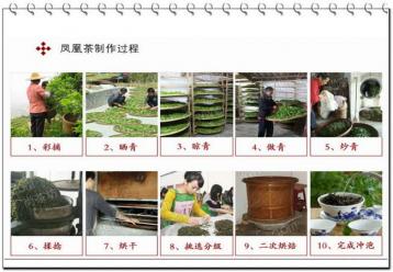 凤凰单丛茶制作流程|广东乌龙茶制作