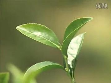 乌龙茶制作工艺视频|茶叶种植加工技术视频