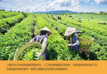 黑乌龙茶叶图片展示--山野农夫|黑乌龙茶图片