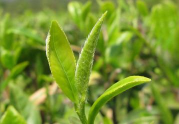 黄茶独有的品质特点及其特殊保健功效