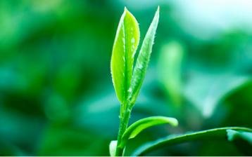 天台黄茶栽培管理技术要点|茶叶种植