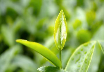 茶叶的种植技术|茶叶病虫害防治技术