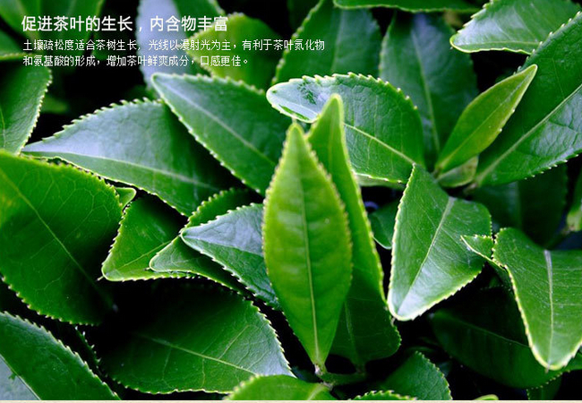 決