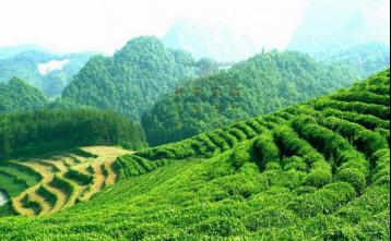赵坡绿剑茶|四川名茶
