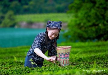 祁门红茶原产地域范围考析|祁门红茶产地