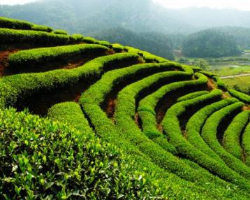 茶的发展史（起源）|初级茶艺师教程