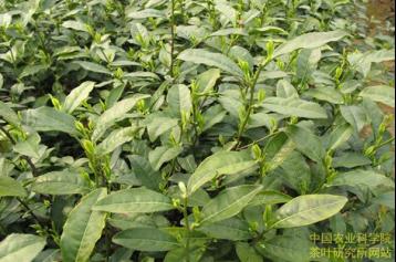 国家茶树新品种“中茶108”