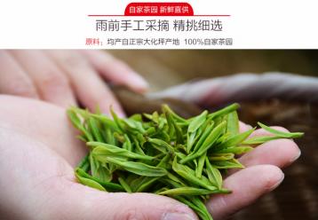 黄茶种类：霍山黄芽|黄茶设计素材