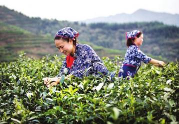2015中国十大名茶排行榜