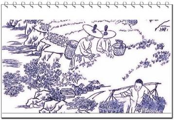 武夷岩茶传统制作工艺简笔画