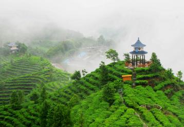 茶山自然风光图片|茶园摄影图欣赏