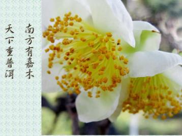 茶树茶花摄影图|茶树之花